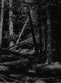 Sylvan Shadows