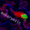 eukaryotic