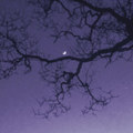 Moonlight