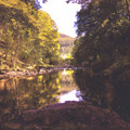 Foel Ortho