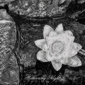 Melancholy Lotus/忧莲