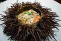 The Urchin Barren